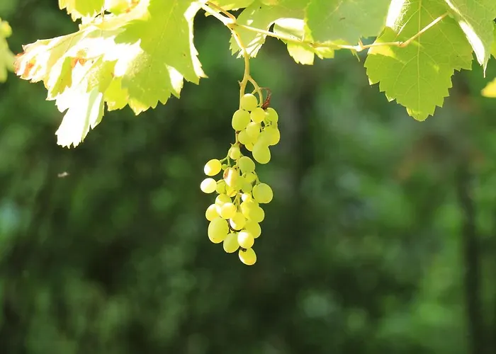 Gasthuis Domaine Du Moulin *